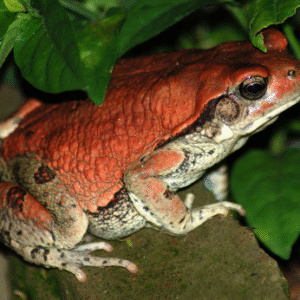 SCHISMADERMA CARENS TOAD VENOM